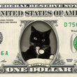 Load image into Gallery viewer, dollar bill from You&#39;re on the Money with a black and white cat on it and the caption &quot;Kool Kat&quot;
