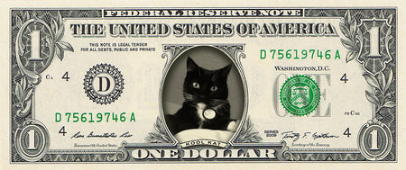 dollar bill from You're on the Money with a black and white cat on it and the caption "Kool Kat"